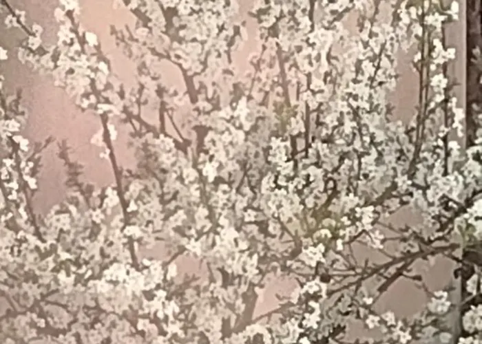 Nice + Sunny Room, Balkony, All Facilities... * Trier